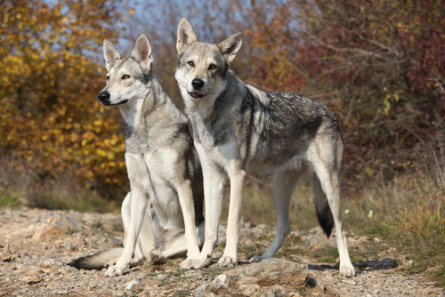 Perro lobo de Saarloos: características y cuidados