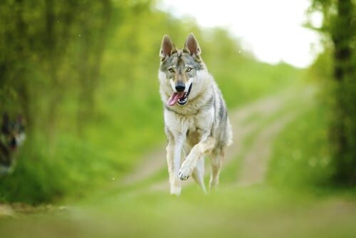 Características del perro lobo checoslovaco