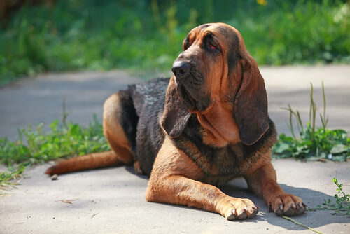 Características del perro de San Huberto