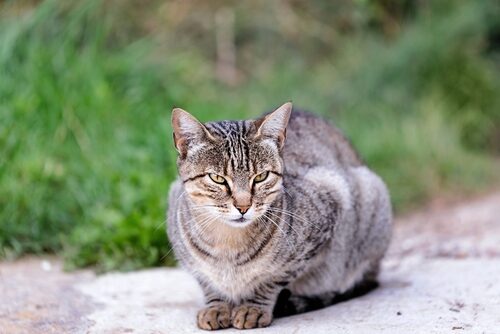 Características del gato común europeo