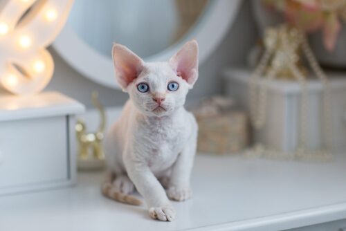 Características del gato devon rex