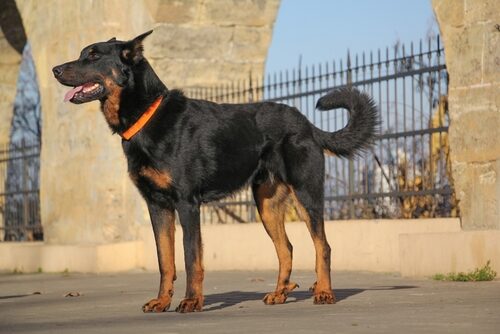 Características del pastor de Beauce o beauceron