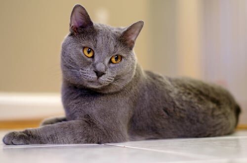 Gato cartujo o chartreux: características y cuidados