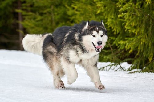 Malamute de Alaska: características y cuidados