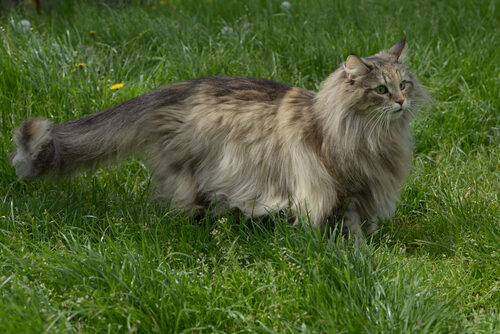 Características del gato bosque de Noruega