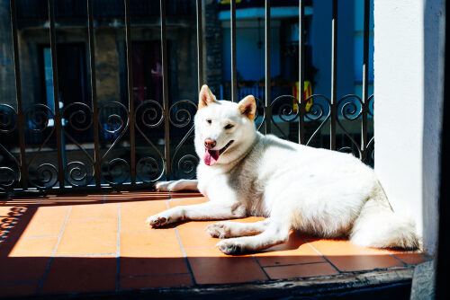 Kishu inu o kishu ken: características y cuidados