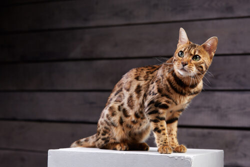 Características del gato bengalí