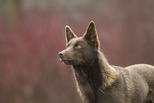 Características del kelpie australiano