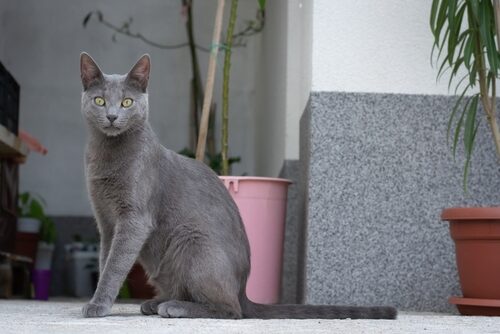 Características del gato azul ruso