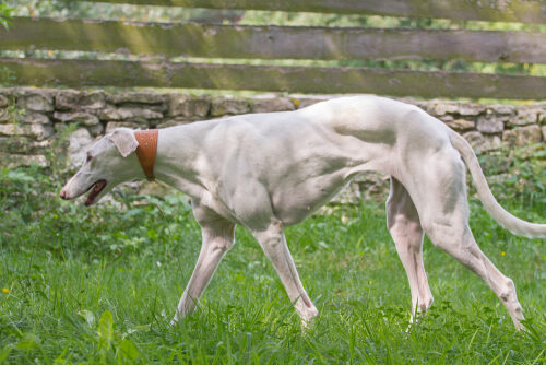 Galgo polaco: características y cuidados