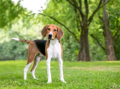 Foxhound americano: características y cuidados