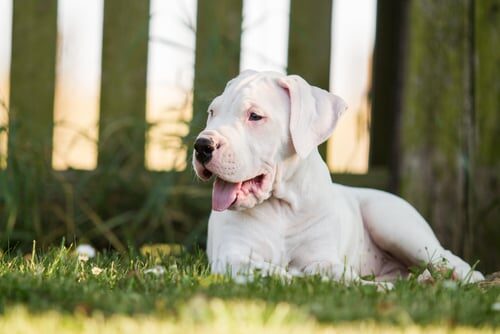 Dogo argentino: características y cuidados