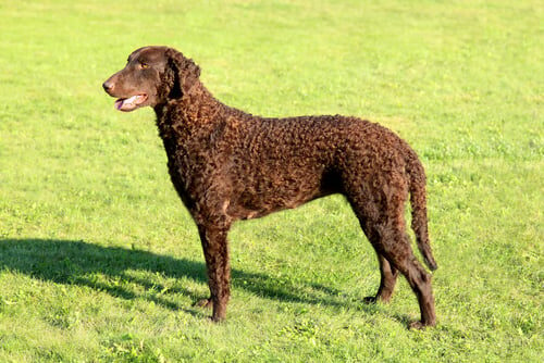 Cobrador o retriever de pelo rizado: características y cuidados