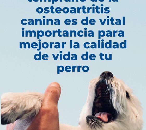 Osteoartritis: causas y tratamientos