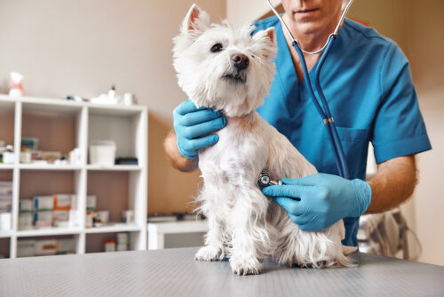 Enfermedades cardíacas en perros: síntomas y tratamientos