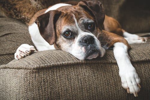 Síndrome de disfunción cognitiva en perros mayores