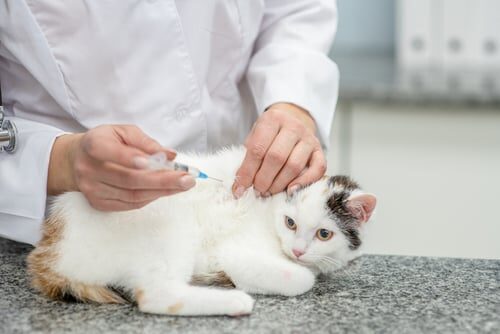 Vacuna de la rabia para gatos: frecuencia y efectos secundarios