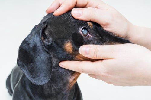 Cataratas en perros mayores: síntomas y tratamiento