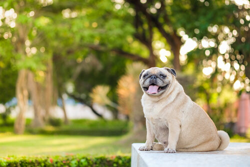 Hipotiroidismo en perros: síntomas, tipos y tratamientos