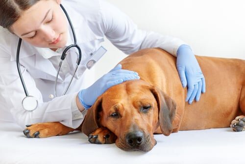 Prostatitis en perros: síntomas y tratamiento