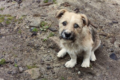 Qué hacer con un perro abandonado