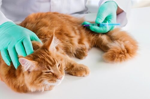 Tipos de diabetes en gatos: síntomas y tratamiento