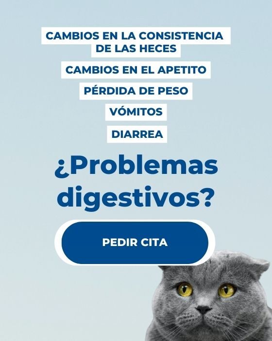 ¿Cómo identificar problemas digestivos comunes en gatos?