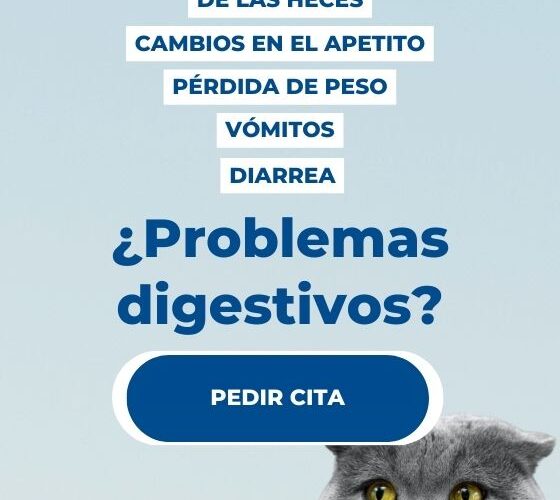 ¿Cómo identificar problemas digestivos comunes en gatos?