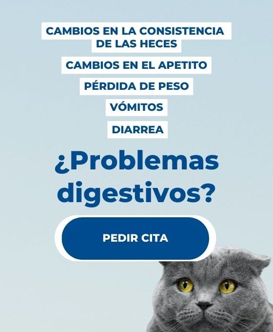 ¿Cómo identificar problemas digestivos comunes en gatos?