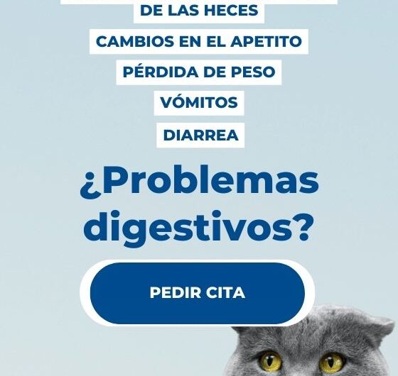 ¿Cómo identificar problemas digestivos comunes en gatos?