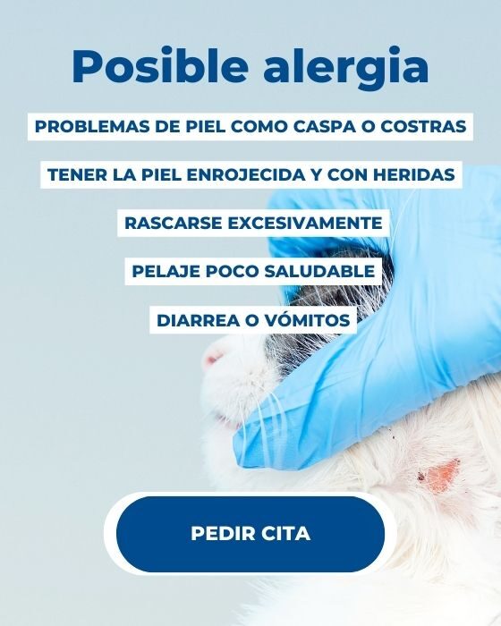 Alergias más comunes en gatos y sus síntomas