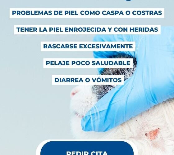 Alergias más comunes en gatos y sus síntomas