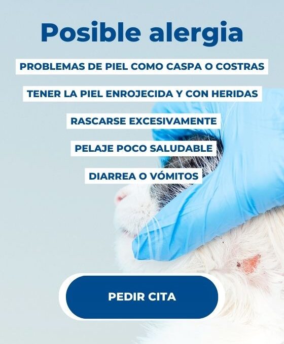 Alergias más comunes en gatos y sus síntomas