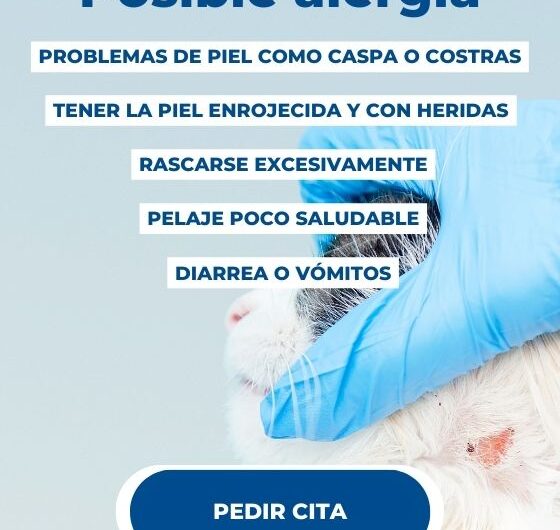 Alergias más comunes en gatos y sus síntomas