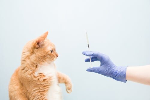 Consejos para Negociar el Mejor Acuerdo para Vender tu Clínica Veterinaria