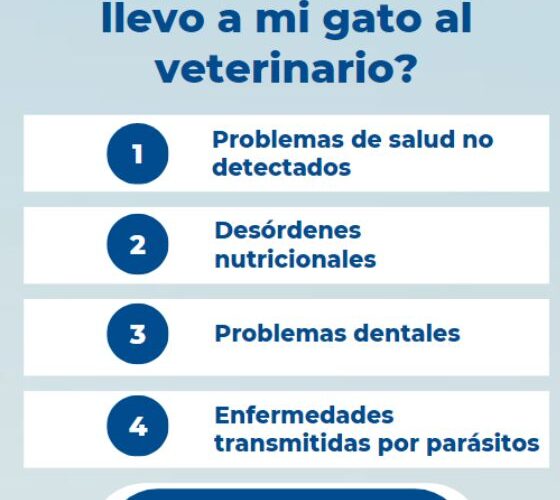 Riesgos de no llevar a tu gato al veterinario