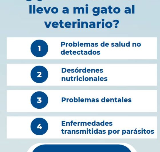 Riesgos de no llevar a tu gato al veterinario