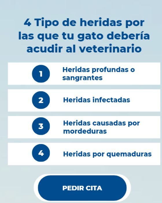 Estas son las heridas por las que tu gato debería ir al veterinario