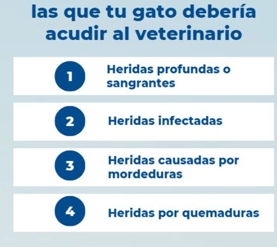 Estas son las heridas por las que tu gato debería ir al veterinario