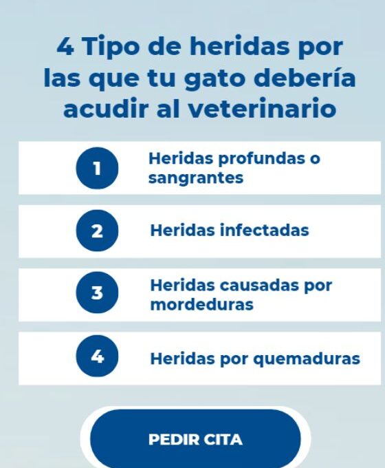 Estas son las heridas por las que tu gato debería ir al veterinario