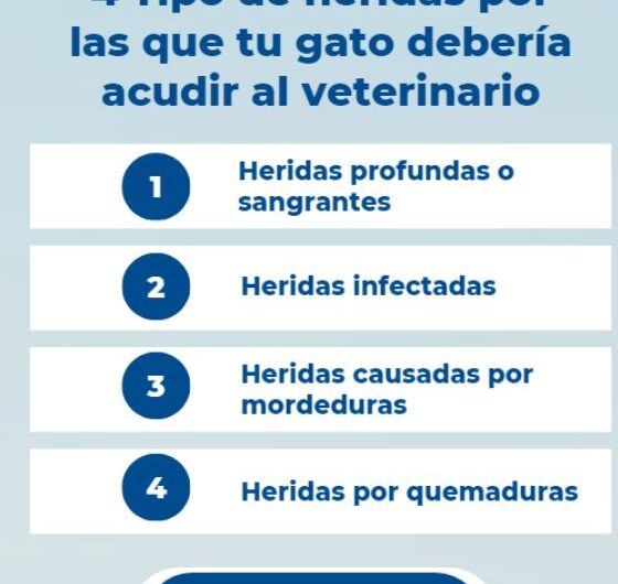 Estas son las heridas por las que tu gato debería ir al veterinario