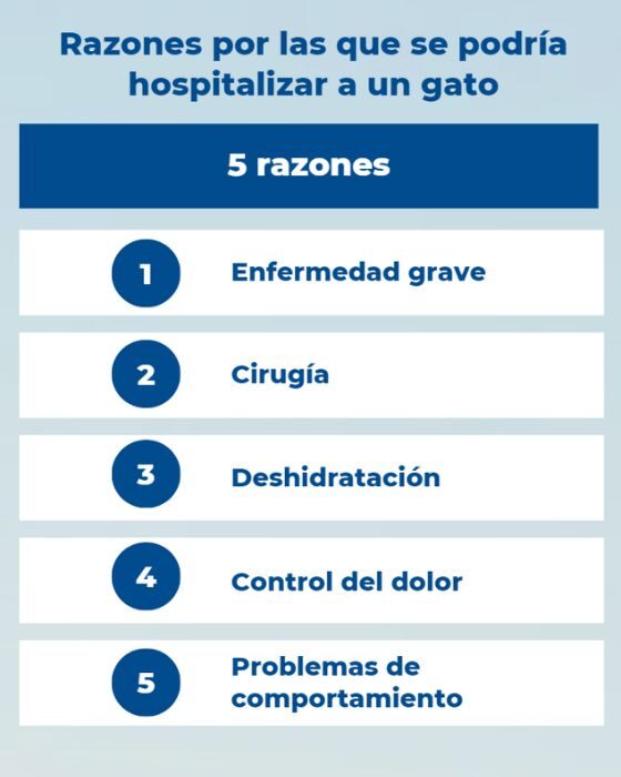 ¿Por qué motivos se podría hospitalizar a un gato?