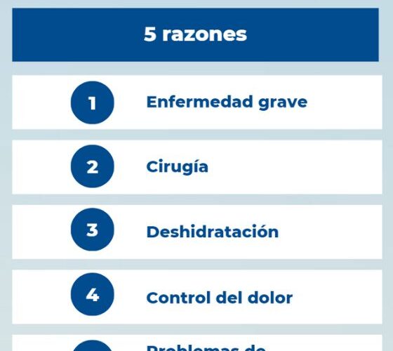 ¿Por qué motivos se podría hospitalizar a un gato?