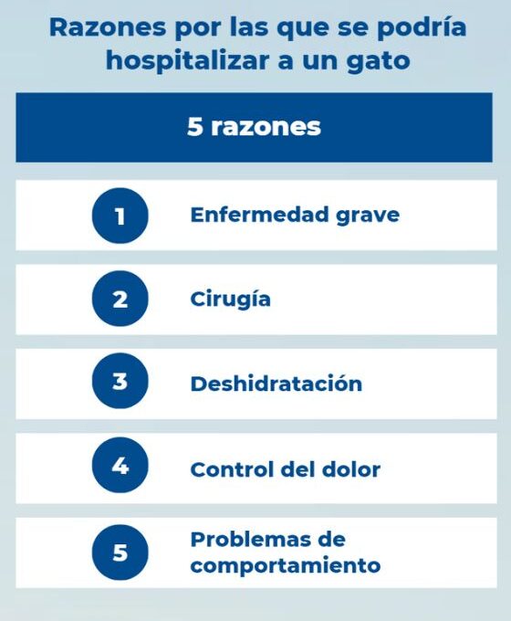 ¿Por qué motivos se podría hospitalizar a un gato?