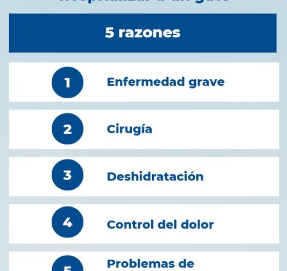 ¿Por qué motivos se podría hospitalizar a un gato?
