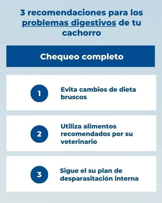 Consultas veterinarias para gatos de 1 año en adelante