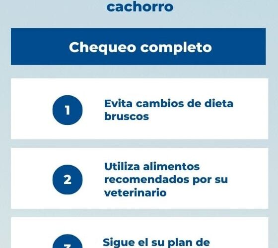 Consultas veterinarias para gatos de 1 año en adelante