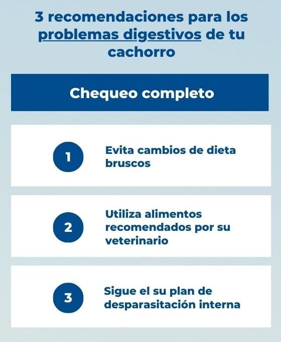 Consultas veterinarias para gatos de 1 año en adelante