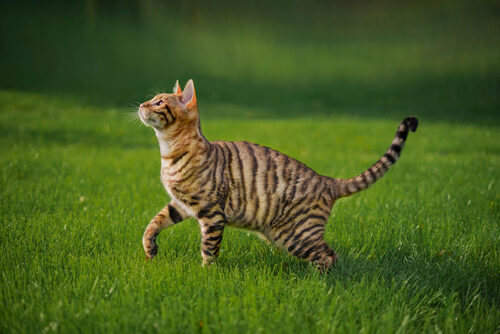 Toyger: características y cuidados