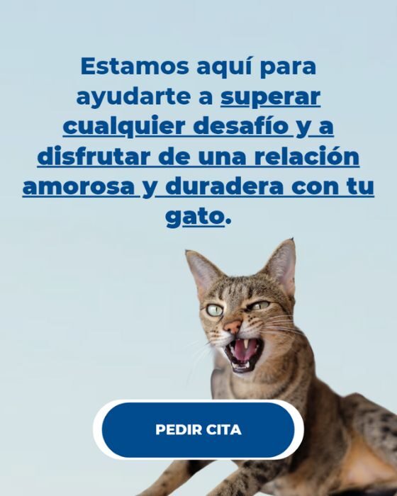Problemas de comportamiento en gatos
